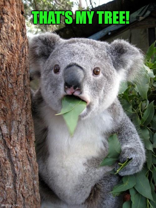 Surprised Koala Meme | THAT'S MY TREE! | image tagged in memes,surprised koala | made w/ Imgflip meme maker