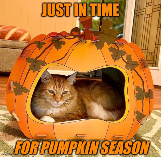 KITTY PUMPKIN | JUST IN TIME; FOR PUMPKIN SEASON | image tagged in cats,cat,pumpkin,spooky month | made w/ Imgflip meme maker