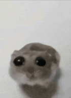 Cute hamster Blank Meme Template