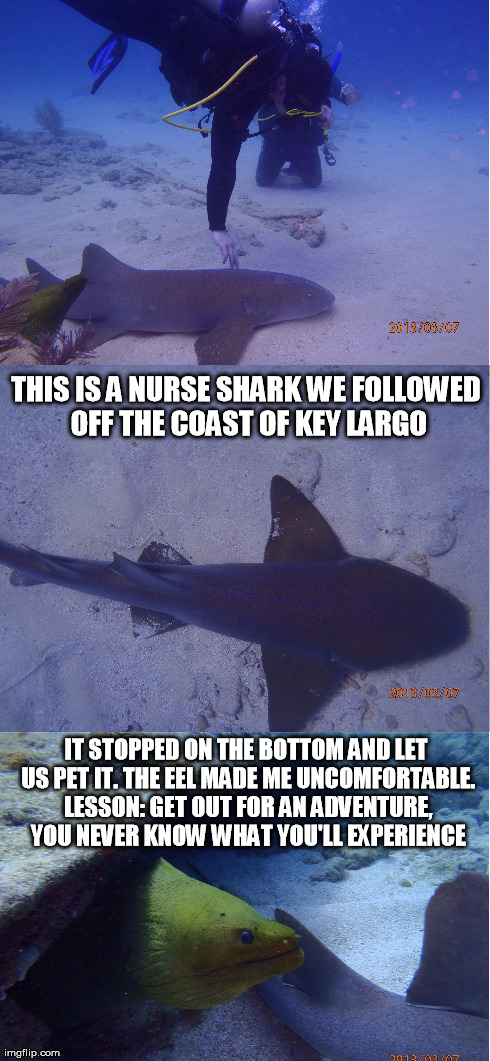 THIS IS A NURSE SHARK WE FOLLOWED OFF THE COAST OF KEY LARGO IT STOPPED ON THE BOTTOM AND LET US PET IT. THE EEL MADE ME UNCOMFORTABLE. LESS | made w/ Imgflip meme maker