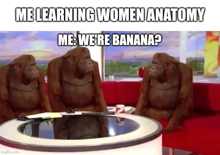 where monkey | ME LEARNING WOMEN ANATOMY; ME: WE'RE BANANA? | image tagged in where monkey | made w/ Imgflip meme maker