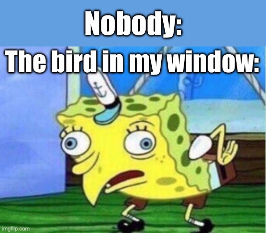 Mocking Spongebob Meme | Nobody:; The bird in my window: | image tagged in mocking spongebob | made w/ Imgflip meme maker