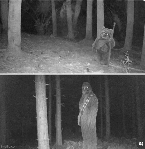 Caught on trail cam | image tagged in star wars,ewok,chewbacca,wookie | made w/ Imgflip meme maker