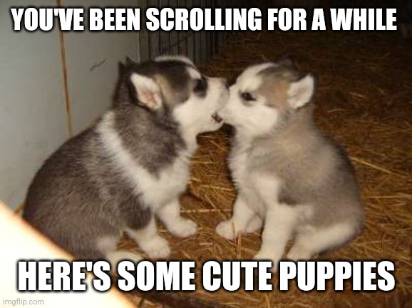 daily cute meme #3 | YOU'VE BEEN SCROLLING FOR A WHILE; HERE'S SOME CUTE PUPPIES | image tagged in memes,cute puppies | made w/ Imgflip meme maker