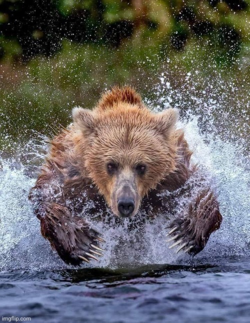 Wild Bear Attack   Photo by Art Wolfe | image tagged in bear,attack,wild,animals,bears,perfectly timed photo | made w/ Imgflip meme maker