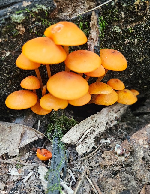 ORANGE MUSHROOMS IN OCTOBER! | image tagged in mushrooms,fall,october,forest | made w/ Imgflip meme maker