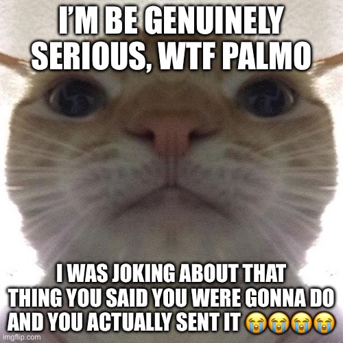 Staring Cat/Gusic | I’M BE GENUINELY SERIOUS, WTF PALMO; I WAS JOKING ABOUT THAT THING YOU SAID YOU WERE GONNA DO AND YOU ACTUALLY SENT IT 😭😭😭😭 | image tagged in staring cat/gusic | made w/ Imgflip meme maker