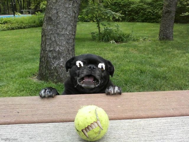 Pug Tennis Ball | image tagged in pug tennis ball,spooktober,halloween,terror,surprise,dog | made w/ Imgflip meme maker