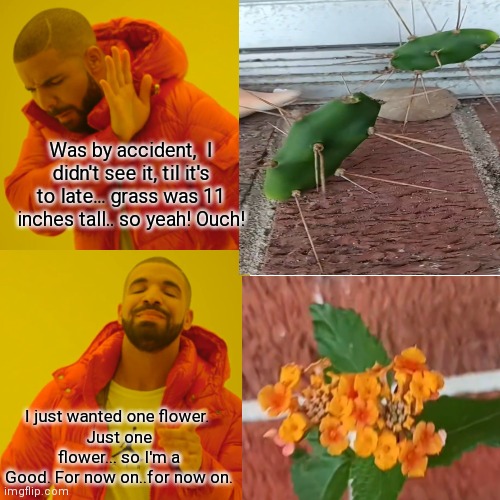 Drake Hotline Bling | Was by accident,  I didn't see it, til it's to late... grass was 11 inches tall.. so yeah! Ouch! I just wanted one flower. 
Just one flower... so I'm a
Good. For now on..for now on. | image tagged in memes,drake hotline bling | made w/ Imgflip meme maker