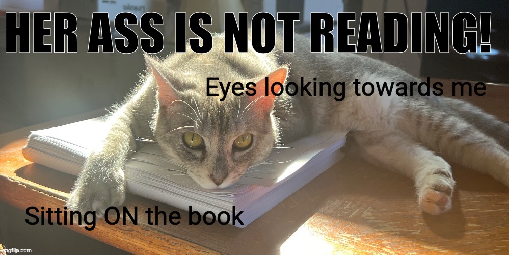 HER ASS IS NOT READING! Eyes looking towards me; Sitting ON the book | made w/ Imgflip meme maker