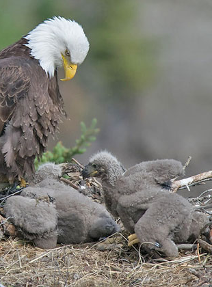 High Quality baby eagles Blank Meme Template