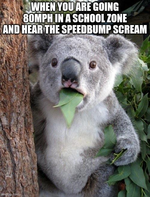 Suprised Koala | WHEN YOU ARE GOING 80MPH IN A SCHOOL ZONE AND HEAR THE SPEEDBUMP SCREAM | image tagged in suprised koala | made w/ Imgflip meme maker