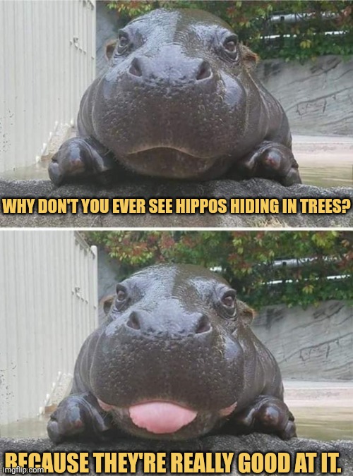 Hiding Hippos | WHY DON'T YOU EVER SEE HIPPOS HIDING IN TREES? BECAUSE THEY'RE REALLY GOOD AT IT. | image tagged in corny hippo,funny memes,animals,hippopotamus | made w/ Imgflip meme maker