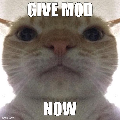 Staring Cat/Gusic | GIVE MOD; NOW | image tagged in staring cat/gusic | made w/ Imgflip meme maker