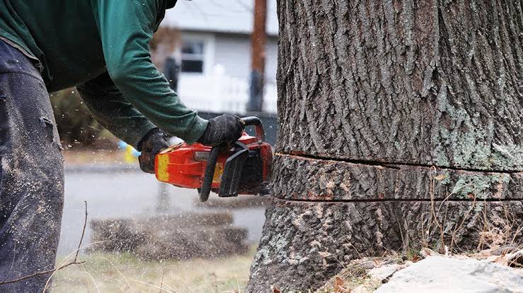 tree cutter Blank Meme Template