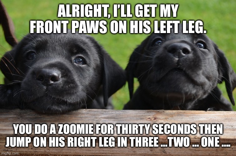 Nothing loves like a Lab | ALRIGHT, I’LL GET MY FRONT PAWS ON HIS LEFT LEG. YOU DO A ZOOMIE FOR THIRTY SECONDS THEN JUMP ON HIS RIGHT LEG IN THREE …TWO … ONE …. | image tagged in two labrador puppies | made w/ Imgflip meme maker