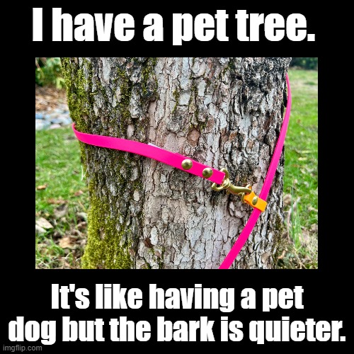 Pet tree | I have a pet tree. It's like having a pet dog but the bark is quieter. | image tagged in black square,pets,tree,dog,pun | made w/ Imgflip meme maker