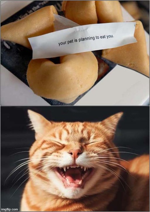 You Have Been Warned ! | image tagged in cats,fortune cookie,eating,warning | made w/ Imgflip meme maker