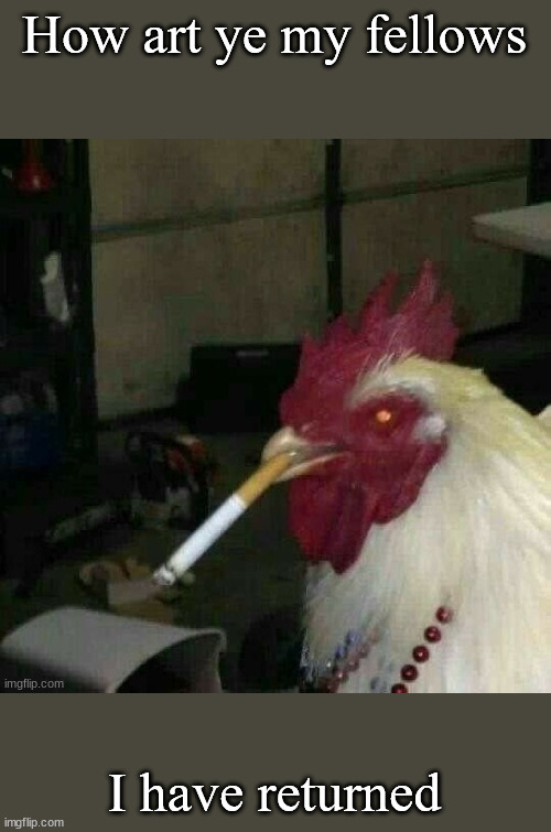 Howdy do ya'll | How art ye my fellows; I have returned | image tagged in smoking rooster | made w/ Imgflip meme maker