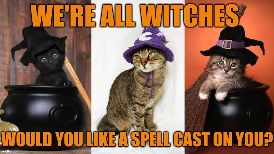 WE'RE ALL WITCHES; WOULD YOU LIKE A SPELL CAST ON YOU? | image tagged in memes,cats,halloween,witches,would you rather,spell | made w/ Imgflip meme maker