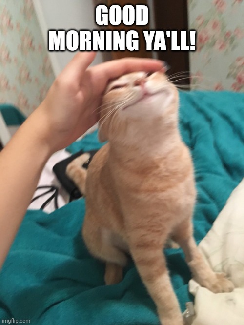 :3 | GOOD MORNING YA'LL! | image tagged in cat pat | made w/ Imgflip meme maker