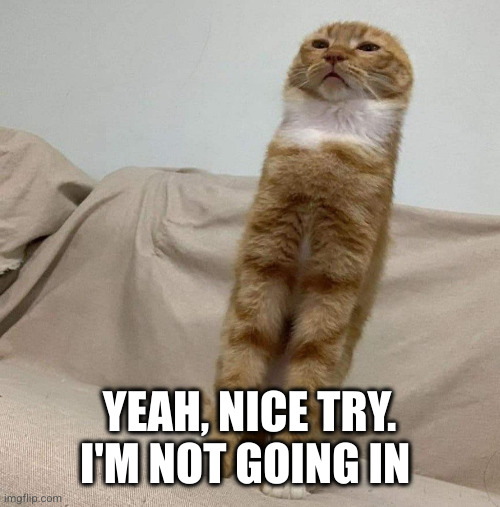 Long Condescending Cat | YEAH, NICE TRY. I'M NOT GOING IN | image tagged in long condescending cat | made w/ Imgflip meme maker