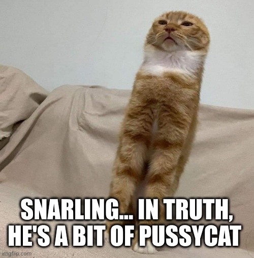 Long Condescending Cat | SNARLING... IN TRUTH, HE'S A BIT OF PUSSYCAT | image tagged in long condescending cat | made w/ Imgflip meme maker