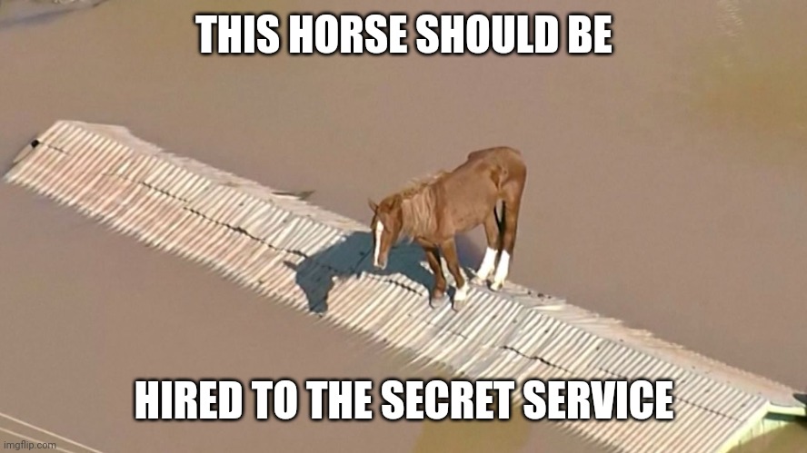 Doing what secret service agents are incapable of | THIS HORSE SHOULD BE; HIRED TO THE SECRET SERVICE | made w/ Imgflip meme maker