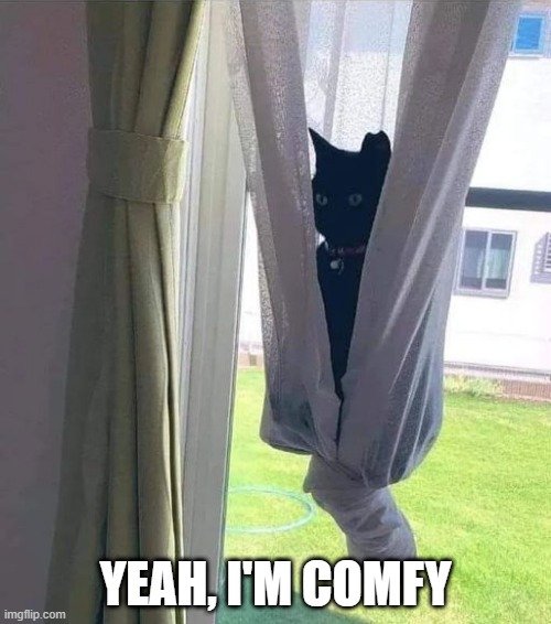 Cat Curtain | YEAH, I'M COMFY | image tagged in cats | made w/ Imgflip meme maker