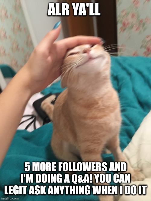 :3 almost to 100! | ALR YA'LL; 5 MORE FOLLOWERS AND I'M DOING A Q&A! YOU CAN LEGIT ASK ANYTHING WHEN I DO IT | image tagged in cat pat | made w/ Imgflip meme maker