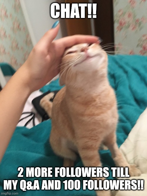 :3 | CHAT!! 2 MORE FOLLOWERS TILL MY Q&A AND 100 FOLLOWERS!! | image tagged in cat pat | made w/ Imgflip meme maker