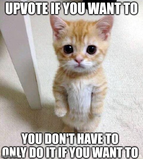 I'm not upvote begging I swear | UPVOTE IF YOU WANT TO; YOU DON'T HAVE TO

ONLY DO IT IF YOU WANT TO | image tagged in memes,cute cat | made w/ Imgflip meme maker