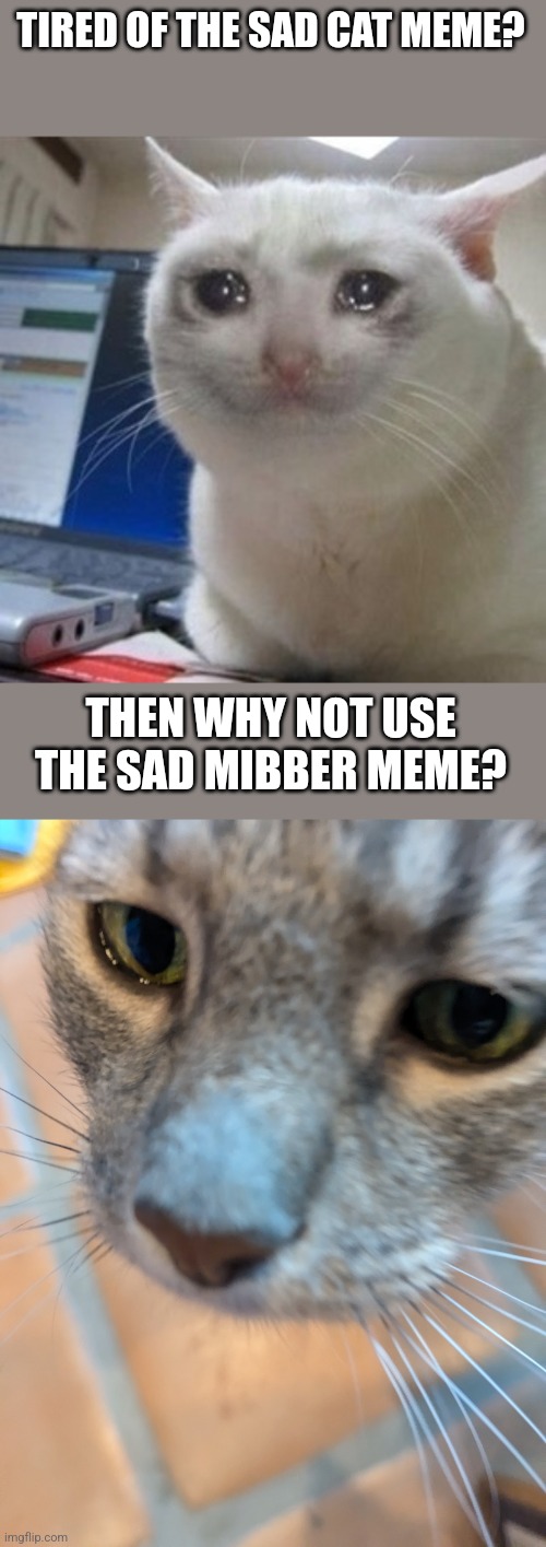 A cat title | TIRED OF THE SAD CAT MEME? THEN WHY NOT USE THE SAD MIBBER MEME? | image tagged in crying cat,sad mibber | made w/ Imgflip meme maker