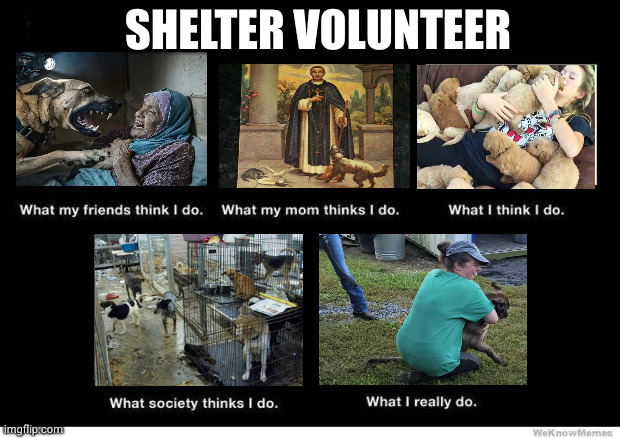 What people think I do | SHELTER VOLUNTEER | image tagged in what people think i do | made w/ Imgflip meme maker