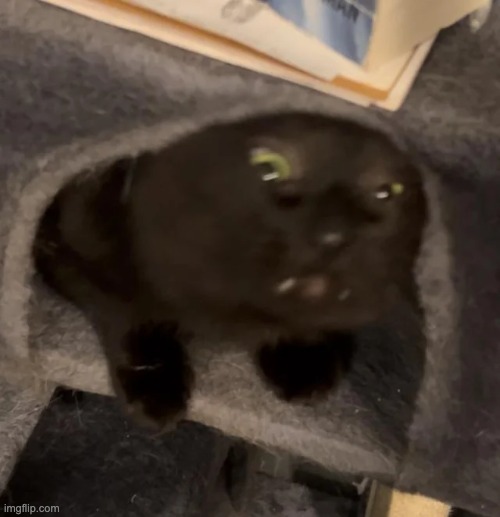 cursed little dude | image tagged in cats | made w/ Imgflip meme maker