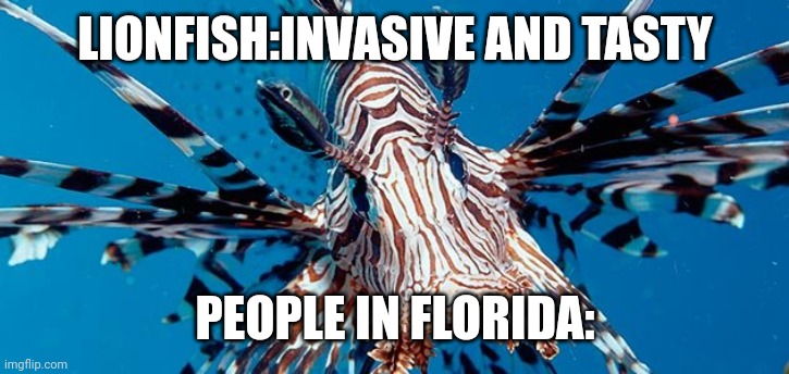 Lionfish | LIONFISH:INVASIVE AND TASTY; PEOPLE IN FLORIDA: | image tagged in lionfish | made w/ Imgflip meme maker