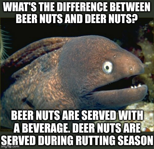 Bad Joke Eel Meme | WHAT'S THE DIFFERENCE BETWEEN
BEER NUTS AND DEER NUTS? BEER NUTS ARE SERVED WITH
A BEVERAGE. DEER NUTS ARE
SERVED DURING RUTTING SEASON | image tagged in memes,bad joke eel | made w/ Imgflip meme maker