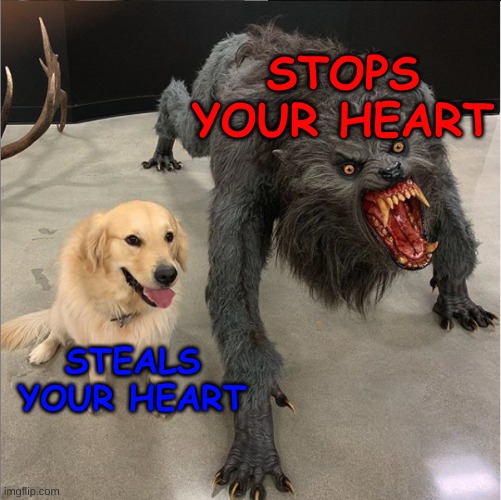 dog vs werewolf | STOPS YOUR HEART; STEALS YOUR HEART | image tagged in dog vs werewolf | made w/ Imgflip meme maker