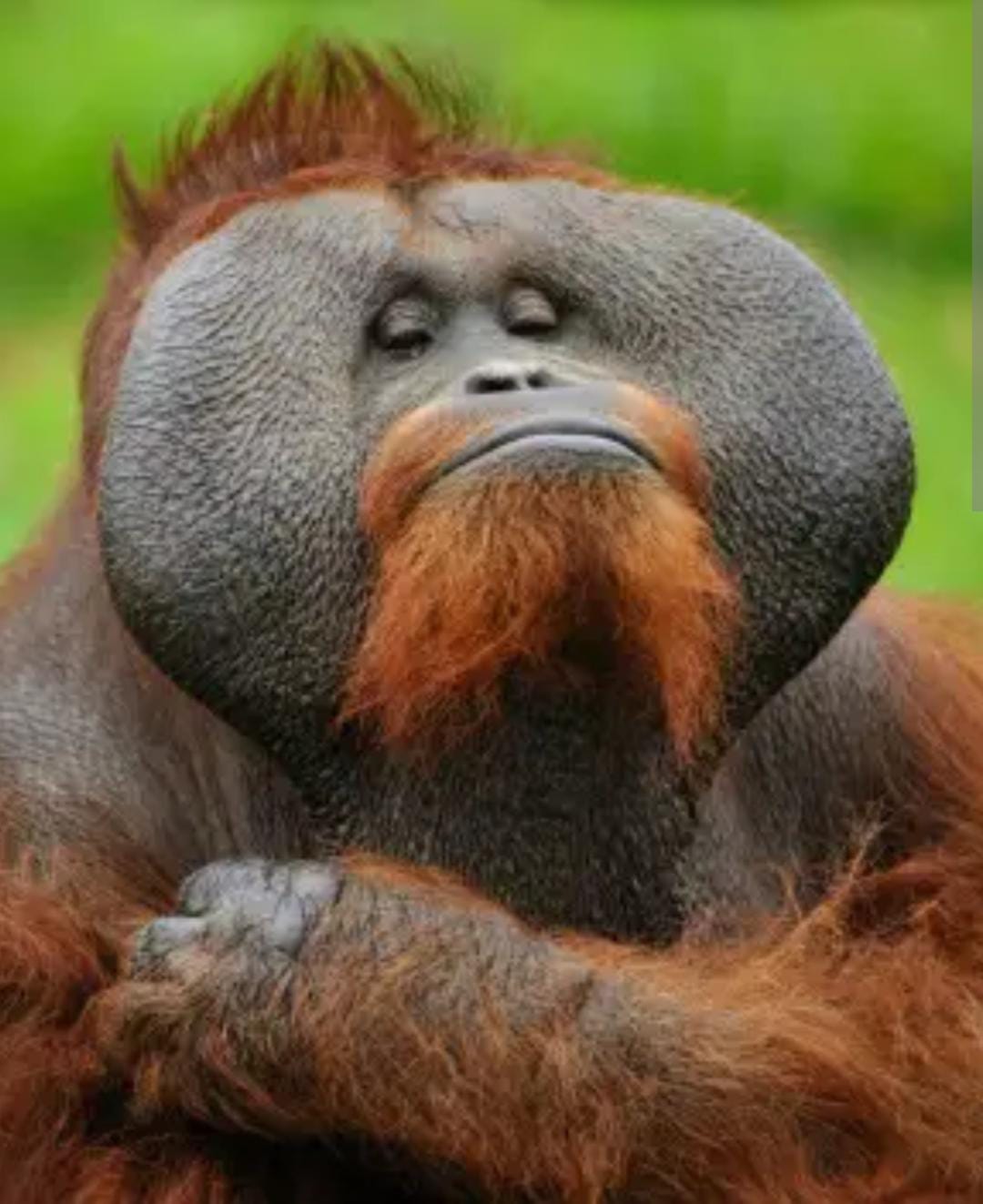 No estoy enojado solo estoy meditando Blank Meme Template