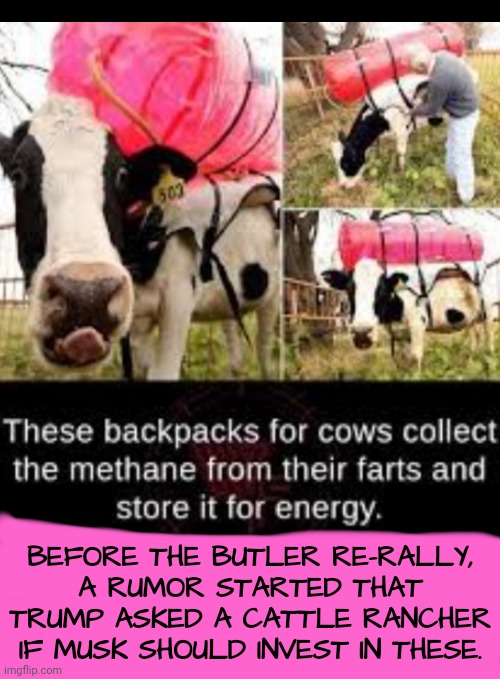 At rally, it was rumored that Trump is considering alternate energy options for Pennsylvania. | BEFORE THE BUTLER RE-RALLY,
A RUMOR STARTED THAT TRUMP ASKED A CATTLE RANCHER IF MUSK SHOULD INVEST IN THESE. | image tagged in elon musk,trump rally,rural america,dnc,msnbc,pennsylvania | made w/ Imgflip meme maker