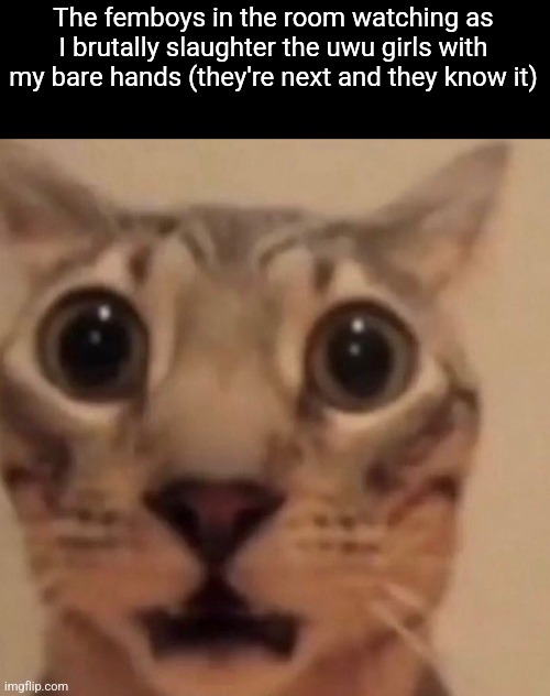 Flabbergasted cat | The femboys in the room watching as I brutally slaughter the uwu girls with my bare hands (they're next and they know it) | image tagged in dark humor | made w/ Imgflip meme maker
