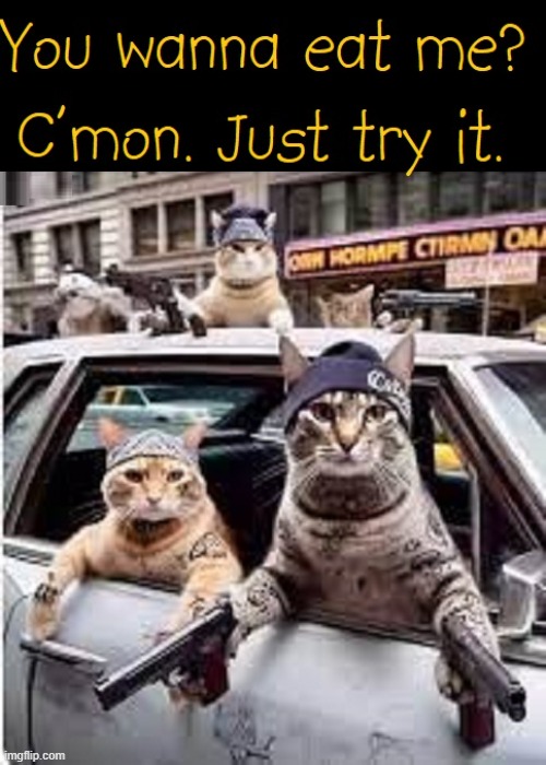 Cat Gangbangers P!ssed in Ohio | image tagged in vince vance,gangsta,haitians,eating,cats,memes | made w/ Imgflip meme maker