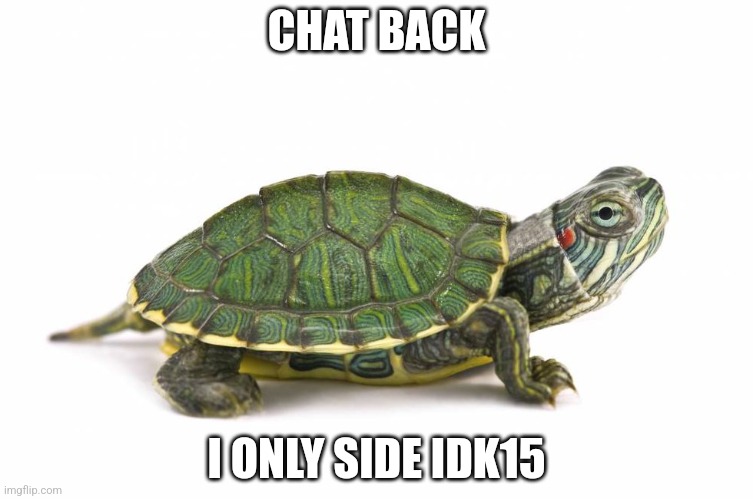 Turtle | CHAT BACK; I ONLY SIDE IDK15 | image tagged in turtle | made w/ Imgflip meme maker