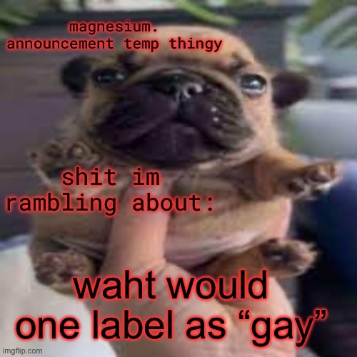 pug temp | waht would one label as “gay” | image tagged in pug temp | made w/ Imgflip meme maker