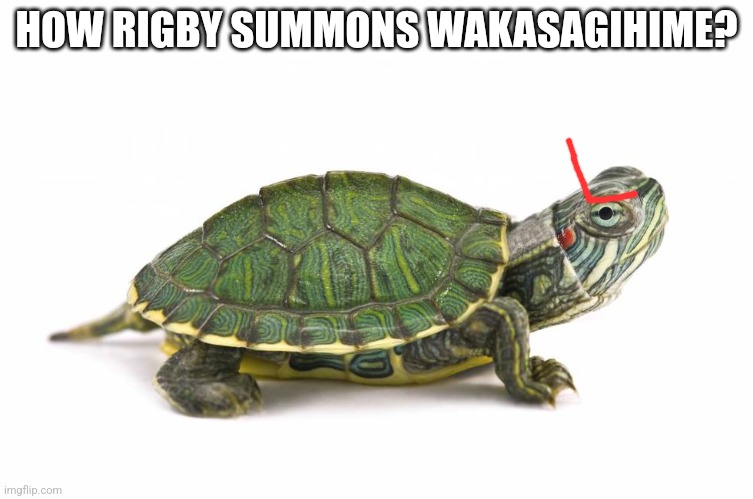 Turtle | HOW RIGBY SUMMONS WAKASAGIHIME? | image tagged in turtle | made w/ Imgflip meme maker