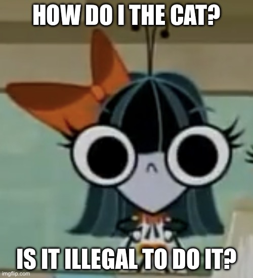 Please do not the cat | HOW DO I THE CAT? IS IT ILLEGAL TO DO IT? | image tagged in one fly,two flies,please do not the cat,cat,cats,u wot m8 | made w/ Imgflip meme maker