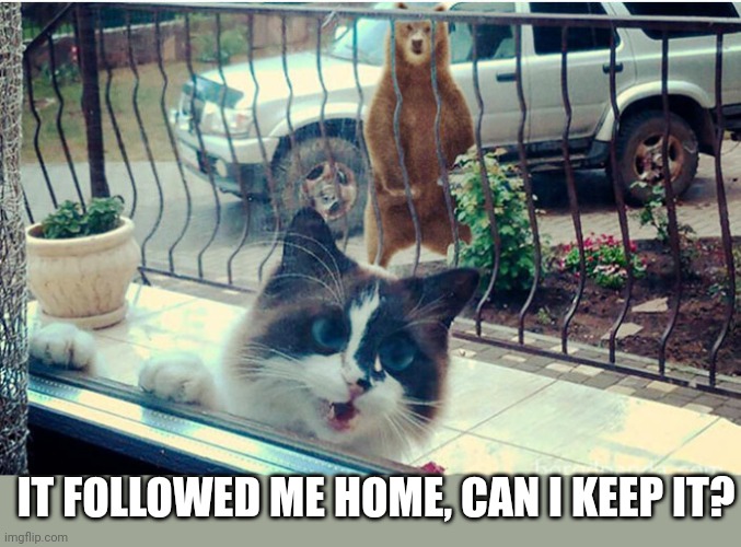 IT FOLLOWED ME HOME, CAN I KEEP IT? | image tagged in how about no bear | made w/ Imgflip meme maker