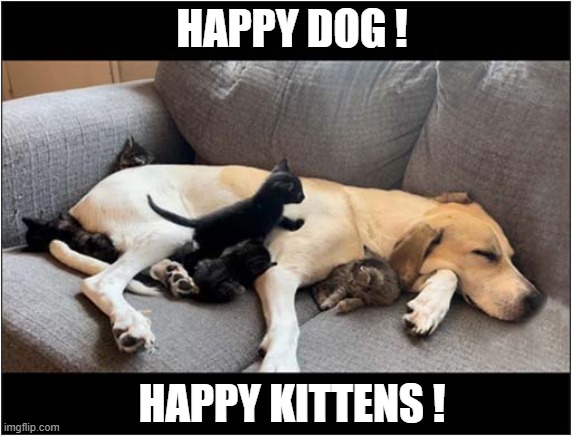 The Best Of Friends ! | HAPPY DOG ! HAPPY KITTENS ! | image tagged in dogs,kittens,friends | made w/ Imgflip meme maker