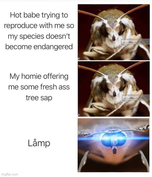 Turn off låmp for möth | image tagged in memes,moth meme,i love lamp,endangered,pollination,sap | made w/ Imgflip meme maker