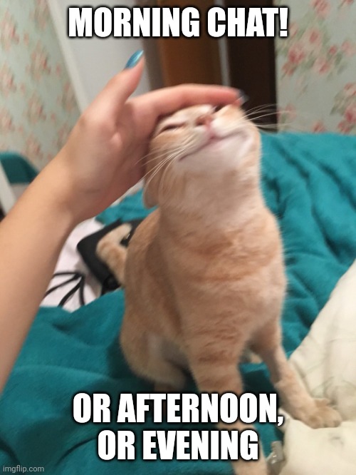 :3 | MORNING CHAT! OR AFTERNOON,  OR EVENING | image tagged in cat pat | made w/ Imgflip meme maker